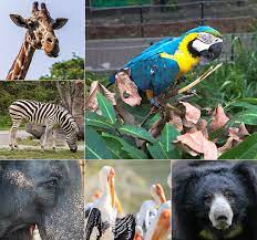 தெஹிவளை மிருகக்காட்சிசாலையின் வருமானம் அதிகரிப்பு