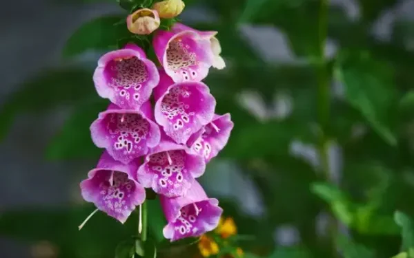 அழகான இந்த பூவில் இவ்வளவு ஆபத்தா.. “ஹார்ட் அட்டாக்” எச்சரிக்கை! உயிரே போய்விடும் அபாயம் – ஏன்?