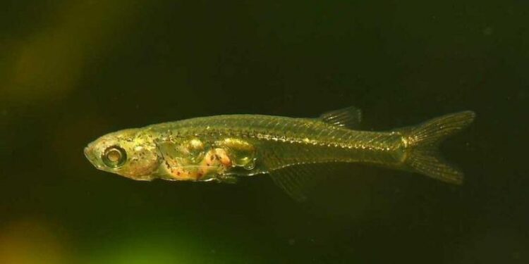 விரல் நுனியளவே இருக்கும் இந்த மீன் ஒரு புல்டோசர் அளவு சத்தம் எழுப்புவது எப்படி தெரியுமா?