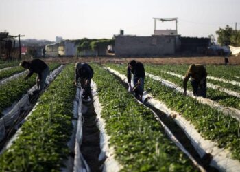 மார்ச் மாதம் 1,000 இலங்கை தொழிலாளர்கள் இஸ்ரேலுக்கு வரவுள்ளனர்