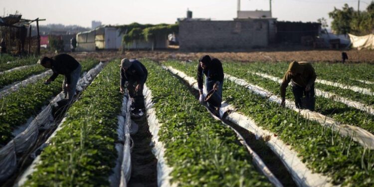 மார்ச் மாதம் 1,000 இலங்கை தொழிலாளர்கள் இஸ்ரேலுக்கு வரவுள்ளனர்