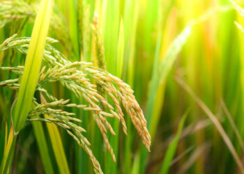 இலங்கை கடந்த ஆண்டு நெல் சாகுபடியில் 20 சதவீத வளர்ச்சியை எட்டியுள்ளது