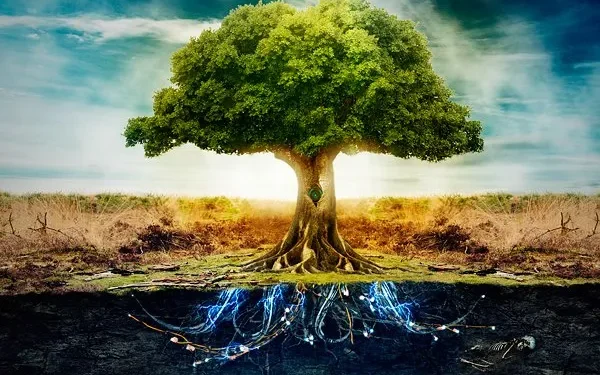 மரங்களின் நுண்ணறிவு – அது நமது ஆன்மீக வளர்ச்சிப் பயணத்தைப் பற்றி என்ன சொல்கிறது